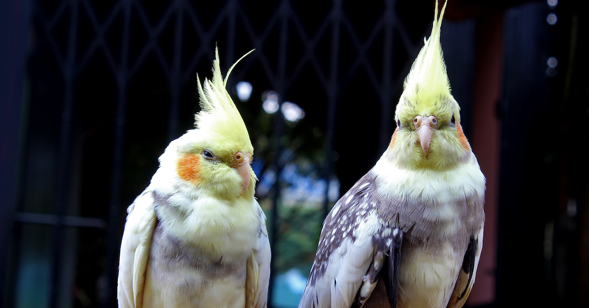 Do Cockatiels Make Good Pets?